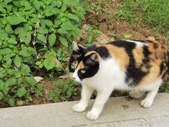 -西安大兴善寺