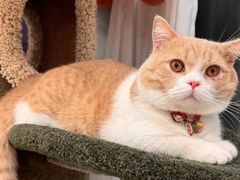 -Bastet sally猫舍购宠(静安店)