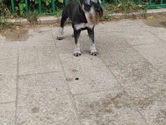 -小叮当动物医院·骨科·眼科