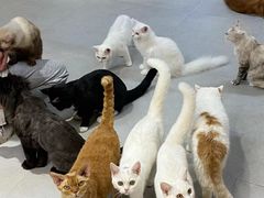 -Heymao猫咖.咖啡厅(东门店)