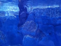 -芜湖新华联大白鲸海洋公园