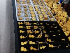 -苏州艺都古玩花鸟市场