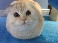 -喵的天空名猫咖啡馆·撸猫·猫舍·用品