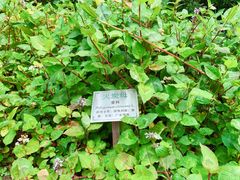 -广州神农草堂中医药博物馆