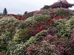 -贵州百里杜鹃风景名胜区