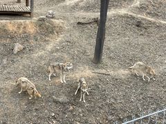 -石家庄市动物园