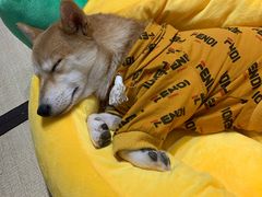 -逗柴咖啡屋·狗咖猫咖宠物桌游