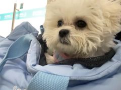 -美联众合动物医院·24h京西诊疗中心