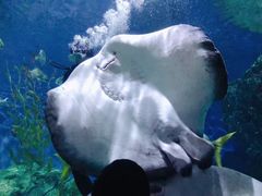 -暹罗海洋世界