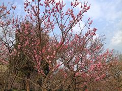 -梅花山(明孝陵内)