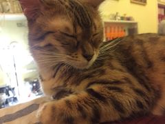 -猫色咖啡·猫咖