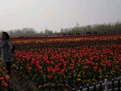 android_upload_pic-荷兰花海