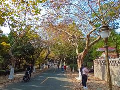 -八大关景区
