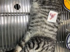 -荔康动物医院(康王北路店)