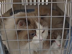 -中农国际动物医院24小时·猫科·骨科·急重症中心