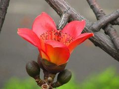 -攀枝花公园