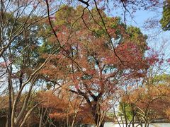 -秋霞圃