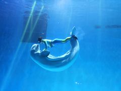 -芜湖新华联大白鲸海洋公园