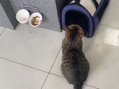 -纳吉亚猫专科动物医院博雅分院