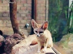 -阿提斯皇家动物园