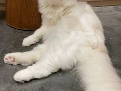 -瞄一喵猫咖(格力海岸店)