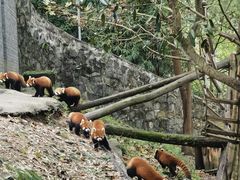 -都江堰中华大熊猫苑