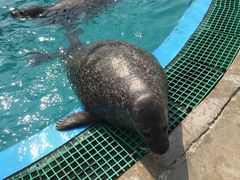 -北戴河圣蓝海洋公园