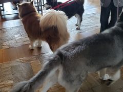 -长白山凯悦酒店·市集咖啡厅