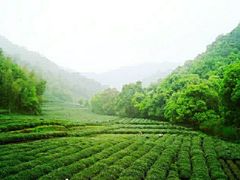 -随意茶庄·地道杭帮农家菜(梅家坞店)