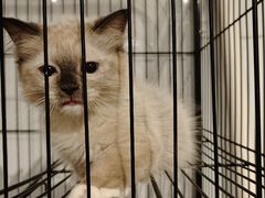 -猫亿天猫咖
