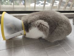 -联合动物医院(光谷诊疗中心)