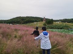 -大塘金香草谷