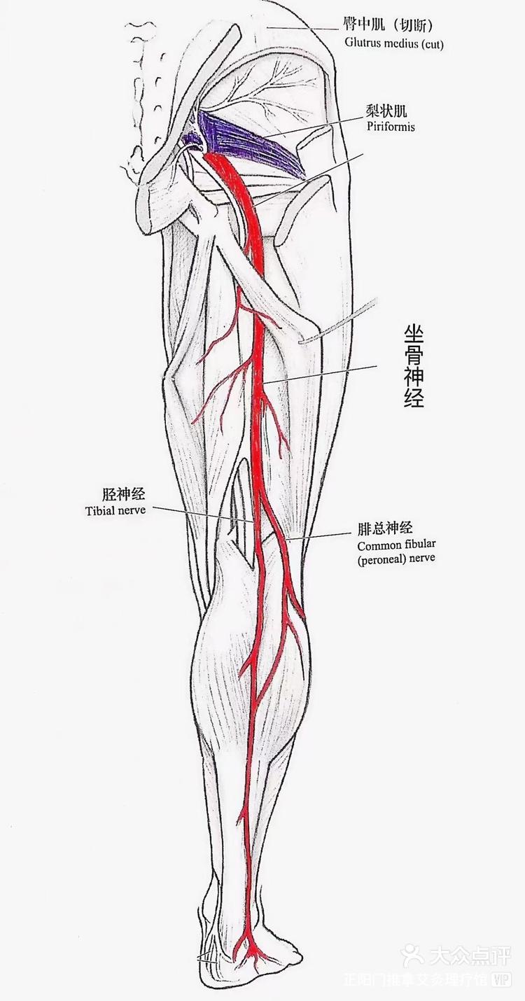 下肢神经分布图高清图片