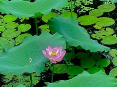-荔湾湖公园