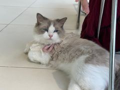 -怪兽屋·羊驼·猫咖·狗咖(俊华广场店)