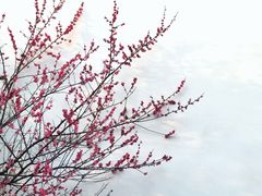 -八大山人梅湖景区