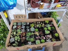 -万商花鸟市场