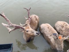 -宁波杭州湾国家湿地公园