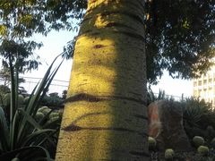 -墨尔本皇家植物园