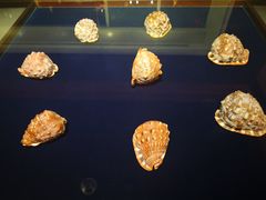 -青岛贝壳博物馆