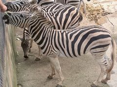 -深圳野生动物园