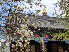 -护国法轮寺