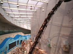 -陕西自然博物馆