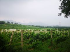 -北京张裕爱斐堡酒庄