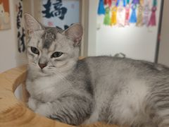 -有喵·猫咖·狗咖·30几只猫10只小狗(岗厦店)