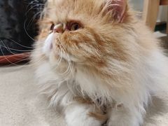 -藏猫猫咖啡主题馆(中央大道店)