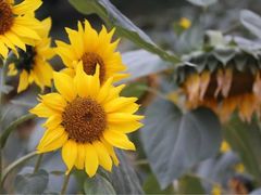 -松山湖梦幻百花洲