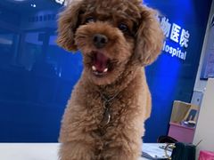 -全心全意连锁动物医院·微创中心·内科急重症·心脏专科(丰管路店)