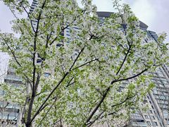 -西北湖绿化广场