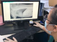 -宠颐生猫科·内科皮肤科(西平世纪城店)